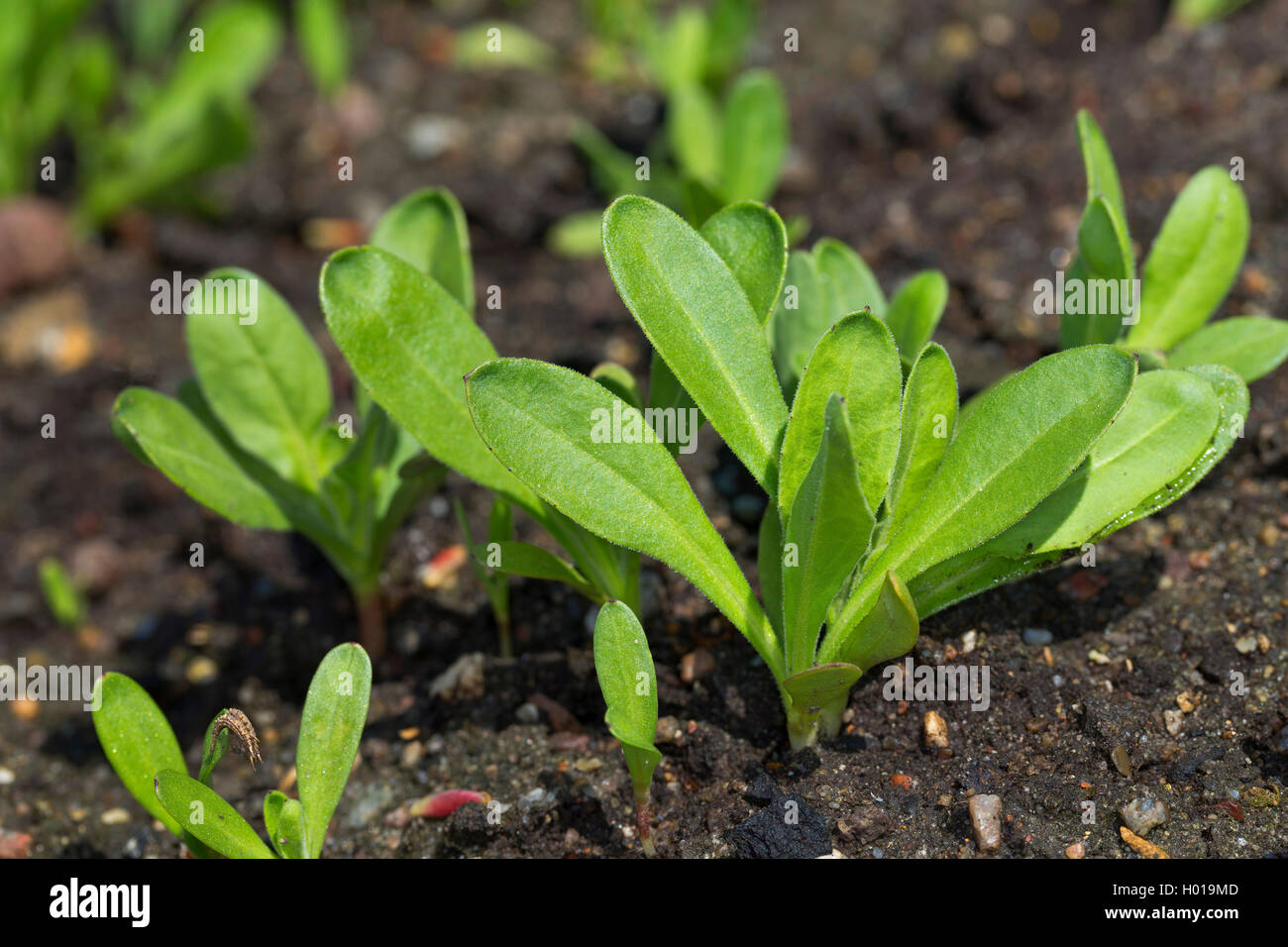 Giardino-calendula (Calendula officinalis), Piantine Foto Stock