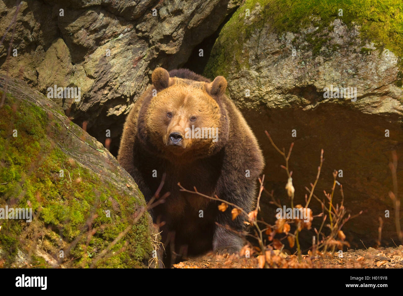 Unione l'orso bruno (Ursus arctos arctos), di fronte alla grotta di inverno, in Germania, in Baviera, il Parco Nazionale della Foresta Bavarese Foto Stock