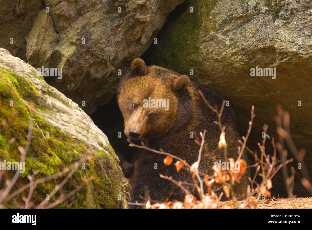 Unione l'orso bruno (Ursus arctos arctos), cub suckles, in Germania, in Baviera, il Parco Nazionale della Foresta Bavarese Foto Stock