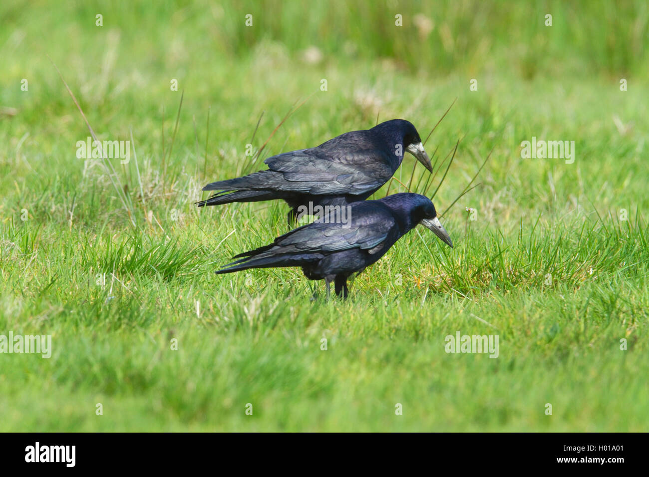 Rook (Corvus frugilegus), due corvi in un prato, Germania, Bassa Sassonia Foto Stock