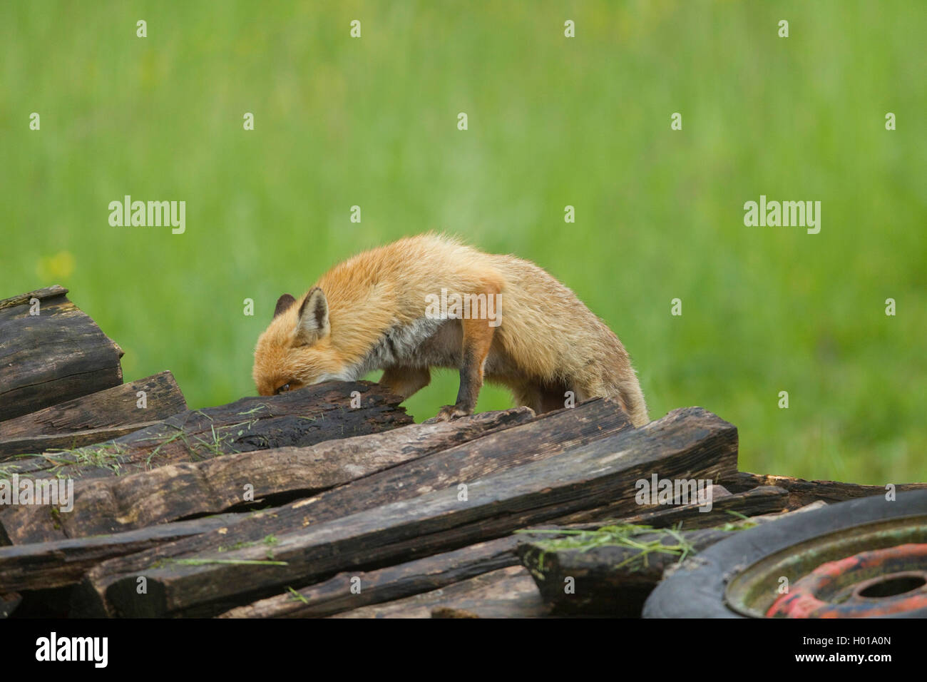 Red Fox (Vulpes vulpes vulpes), su un palo di legno, Svizzera Foto Stock