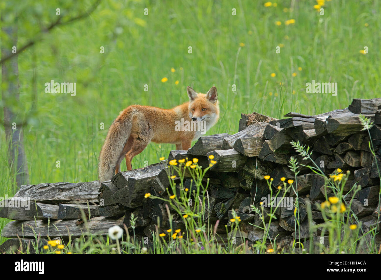 Red Fox (Vulpes vulpes vulpes), si erge su un palo di legno, Svizzera Foto Stock