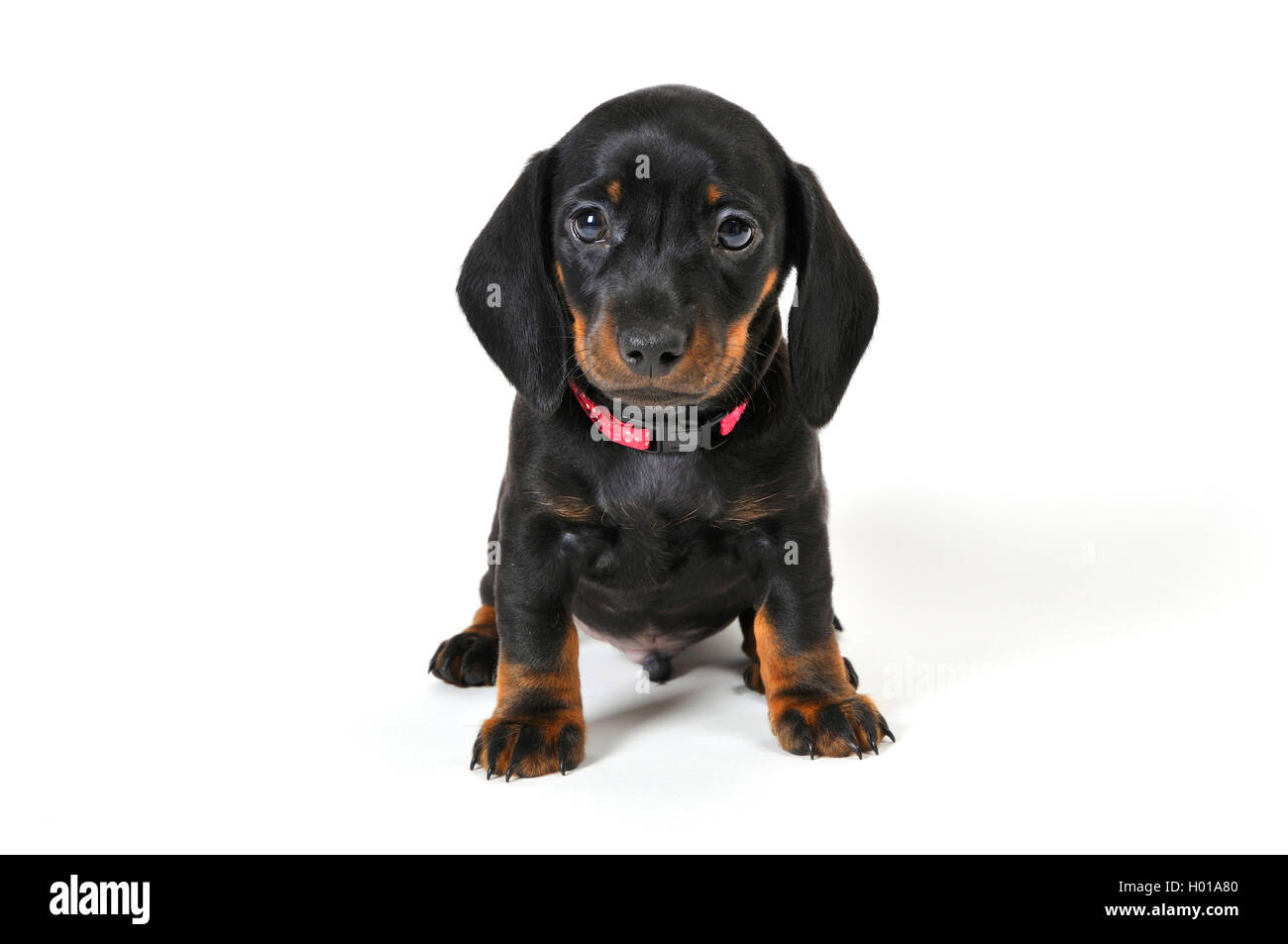 A pelo corto Bassotto a pelo corto salsiccia cane, cane domestico (Canis lupus f. familiaris), seduta cucciolo, cut-out Foto Stock