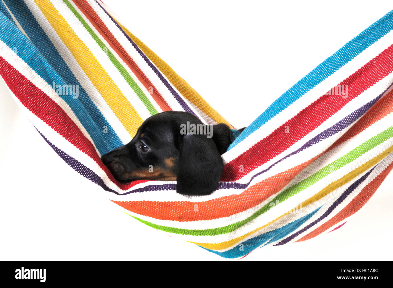 A pelo corto Bassotto a pelo corto salsiccia cane, cane domestico (Canis lupus f. familiaris), cucciolo giacente in una amaca, vista laterale Foto Stock