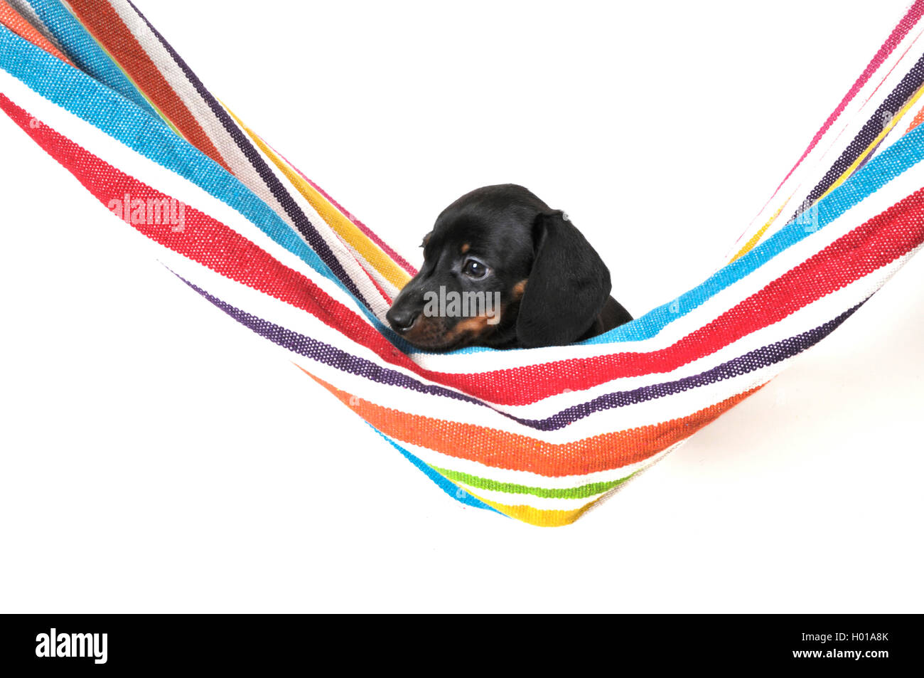 A pelo corto Bassotto a pelo corto salsiccia cane, cane domestico (Canis lupus f. familiaris), cucciolo giacente in una amaca, vista laterale Foto Stock