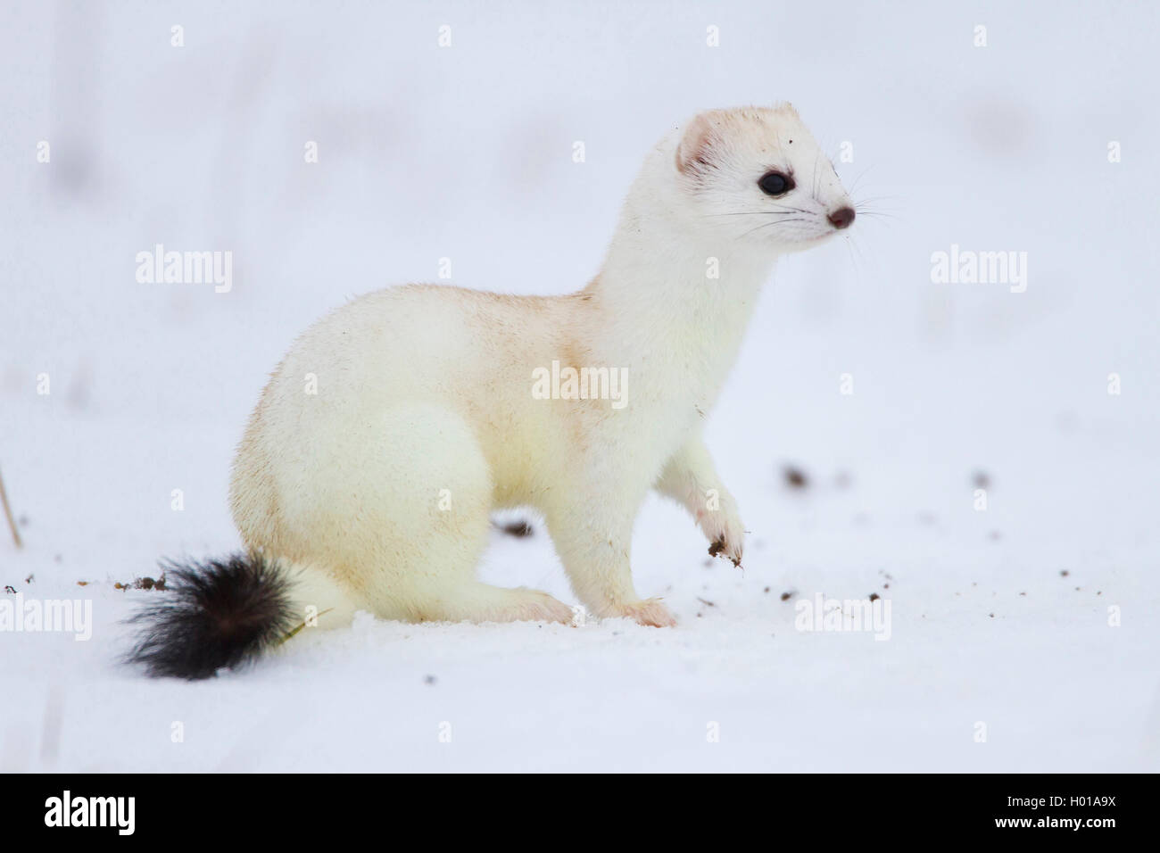 Ermellino, ermellino, corto-tailed donnola (Mustela erminea), in cappotto invernale in un snow-capped prato, vista laterale, Germania Foto Stock