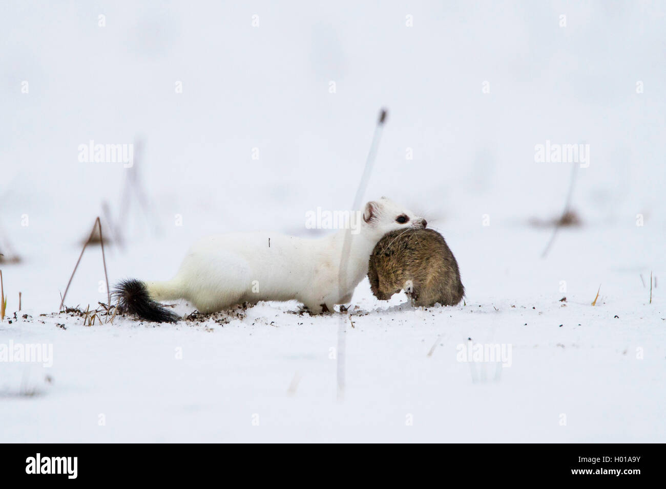 Ermellino, ermellino, corto-tailed donnola (Mustela erminea), con un mouse catturati nella bocca in un snow-capped prato, vista laterale, Germania Foto Stock