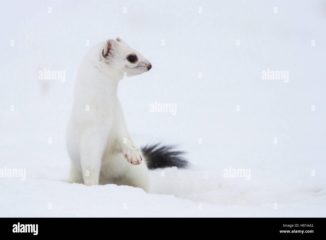 Ermellino, ermellino, corto-tailed donnola (Mustela erminea), in cappotto invernale in un snow-capped prato, Germania Foto Stock
