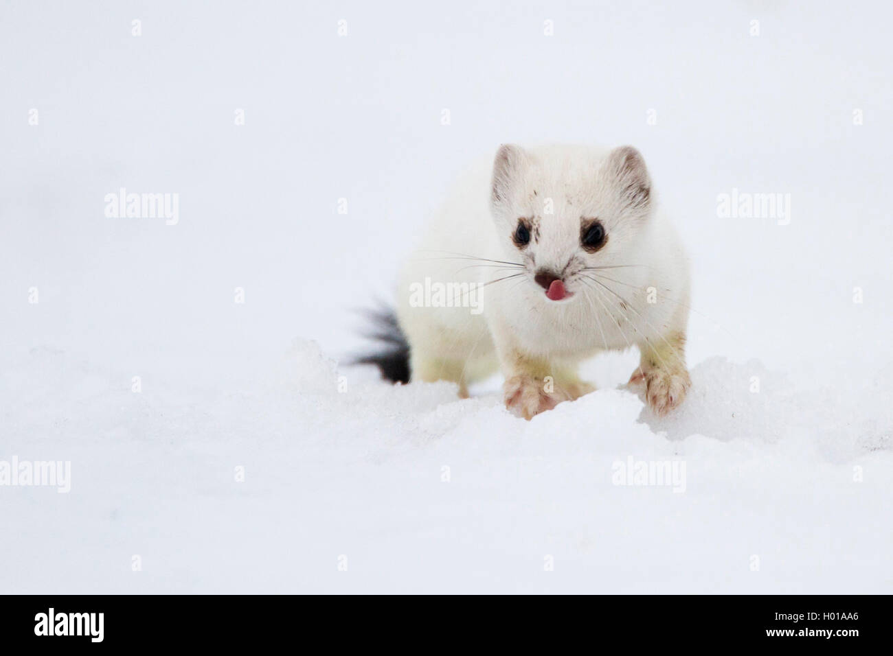 Ermellino, ermellino, corto-tailed donnola (Mustela erminea), in cappotto invernale di neve vista frontale, Germania Foto Stock