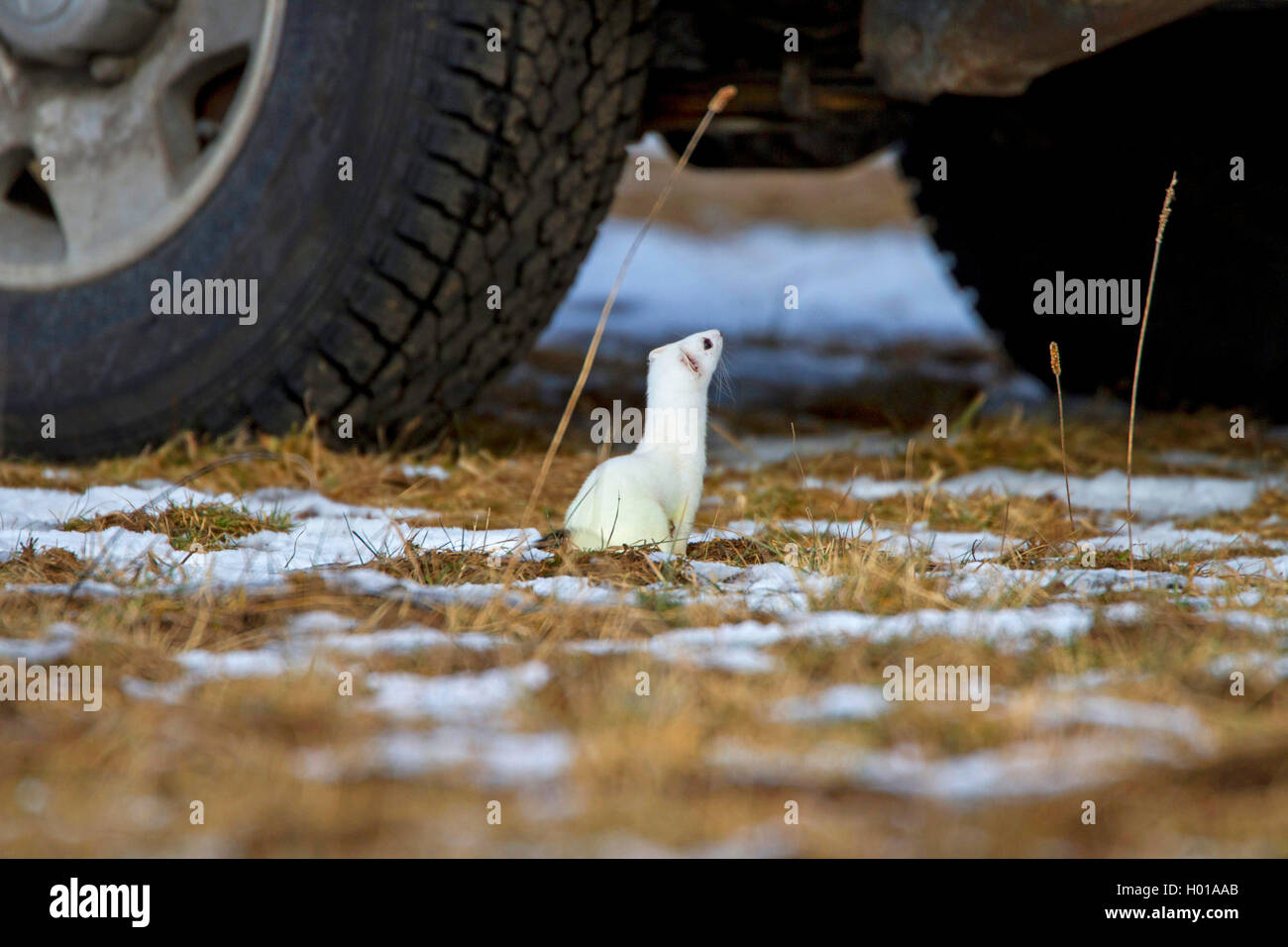 Ermellino, ermellino, corto-tailed donnola (Mustela erminea), guardando sotto un auto in inverno, vista laterale, Germania Foto Stock