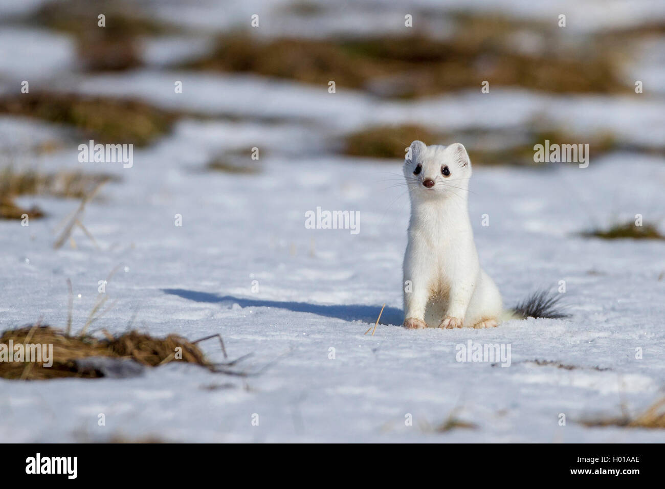 Ermellino, ermellino, corto-tailed donnola (Mustela erminea), seduta in cappotto invernale di neve vista frontale, Germania Foto Stock