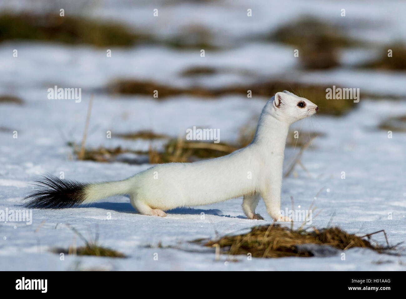 Ermellino, ermellino, corto-tailed donnola (Mustela erminea), il peering ermellino in cappotto, vista laterale, Germania Foto Stock