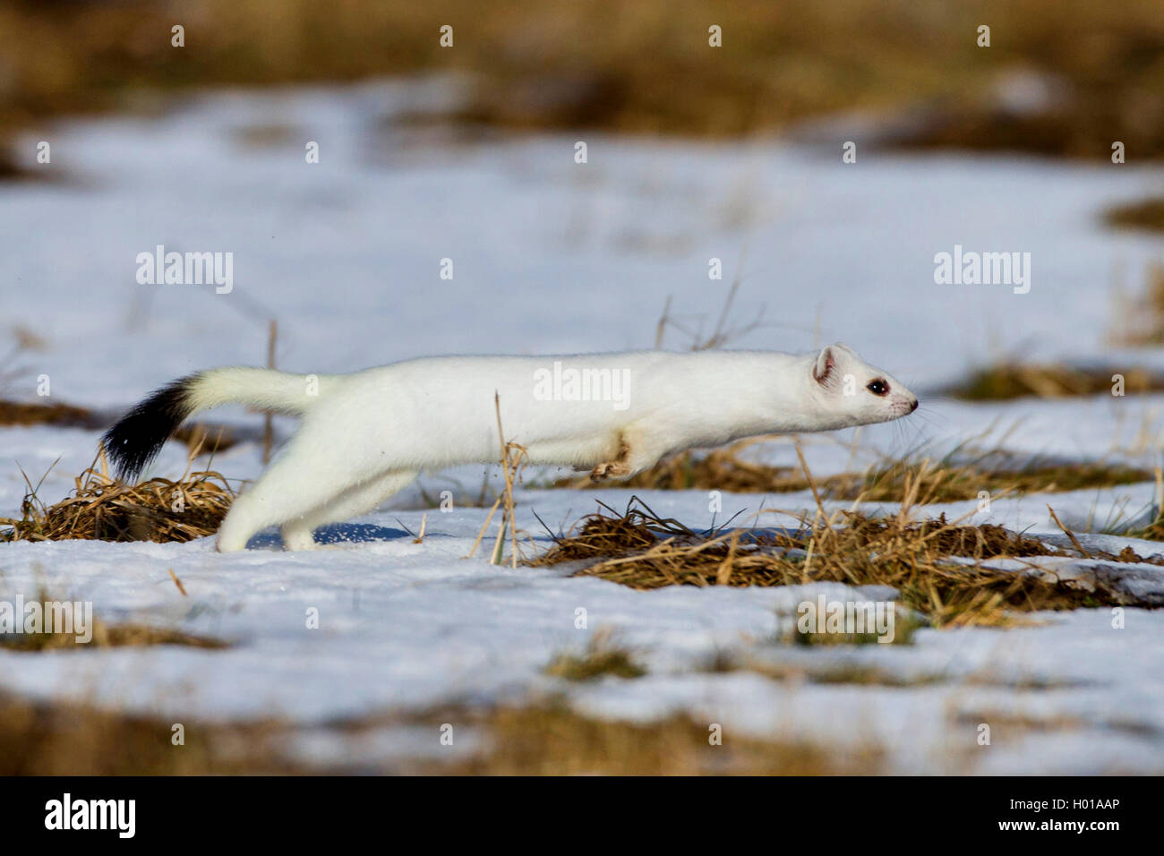 Ermellino, ermellino, corto-tailed donnola (Mustela erminea), corsa sulla neve in inverno coat, vista laterale, Germania Foto Stock