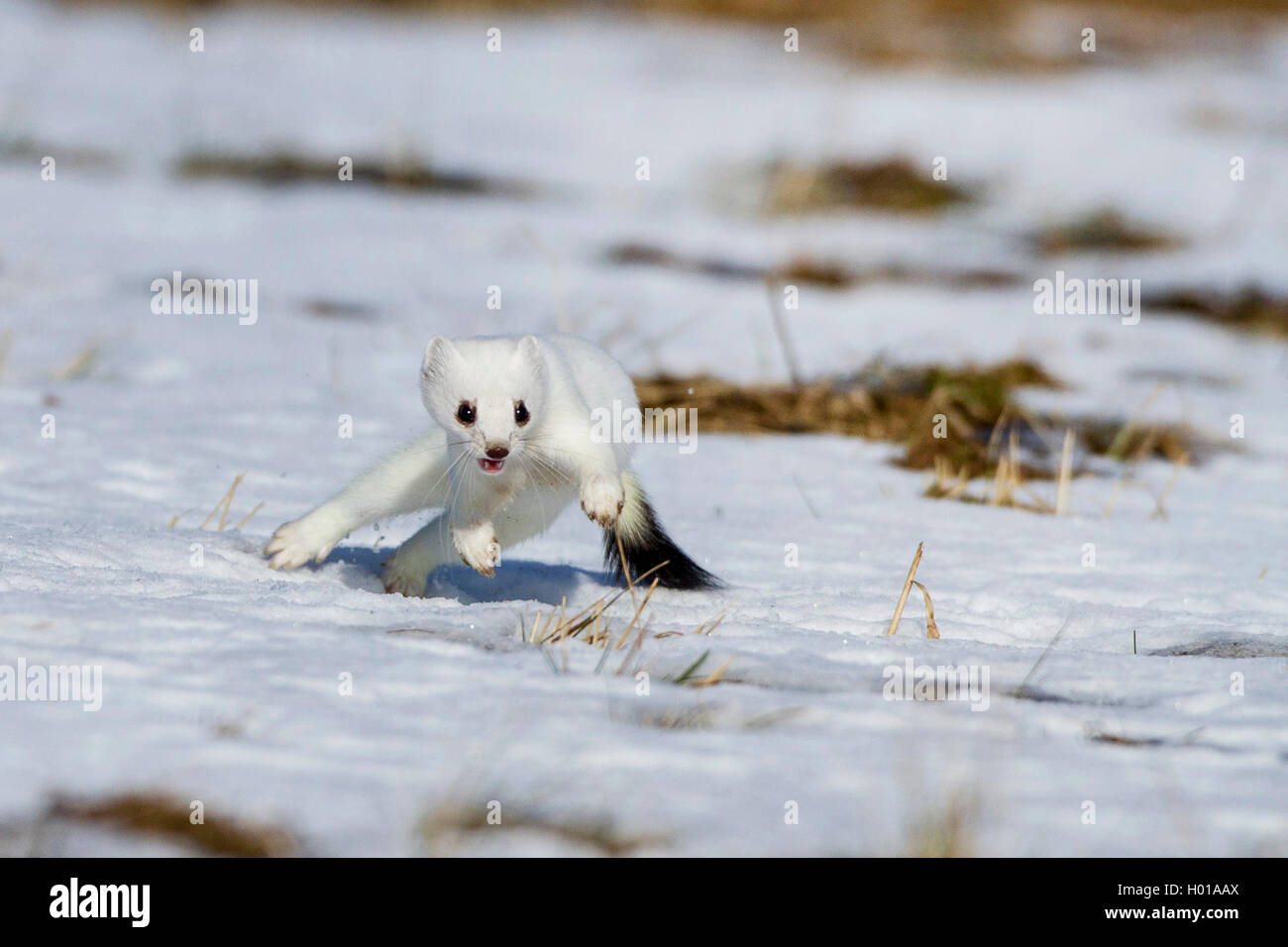 Ermellino, ermellino, corto-tailed donnola (Mustela erminea), corsa sulla neve in inverno coat, vista frontale, Germania Foto Stock