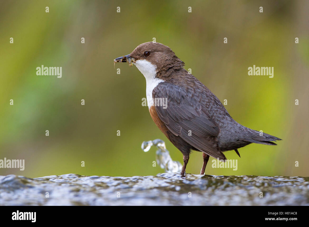 Bilanciere (Cinclus cinclus), seduta su una roccia con la preda nel becco, Germania Foto Stock