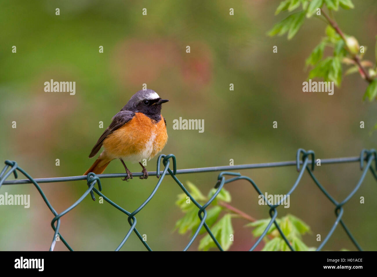 Comune (redstart Phoenicurus phoenicurus), maschio su un filo di maglia recinzioni, Germania Foto Stock