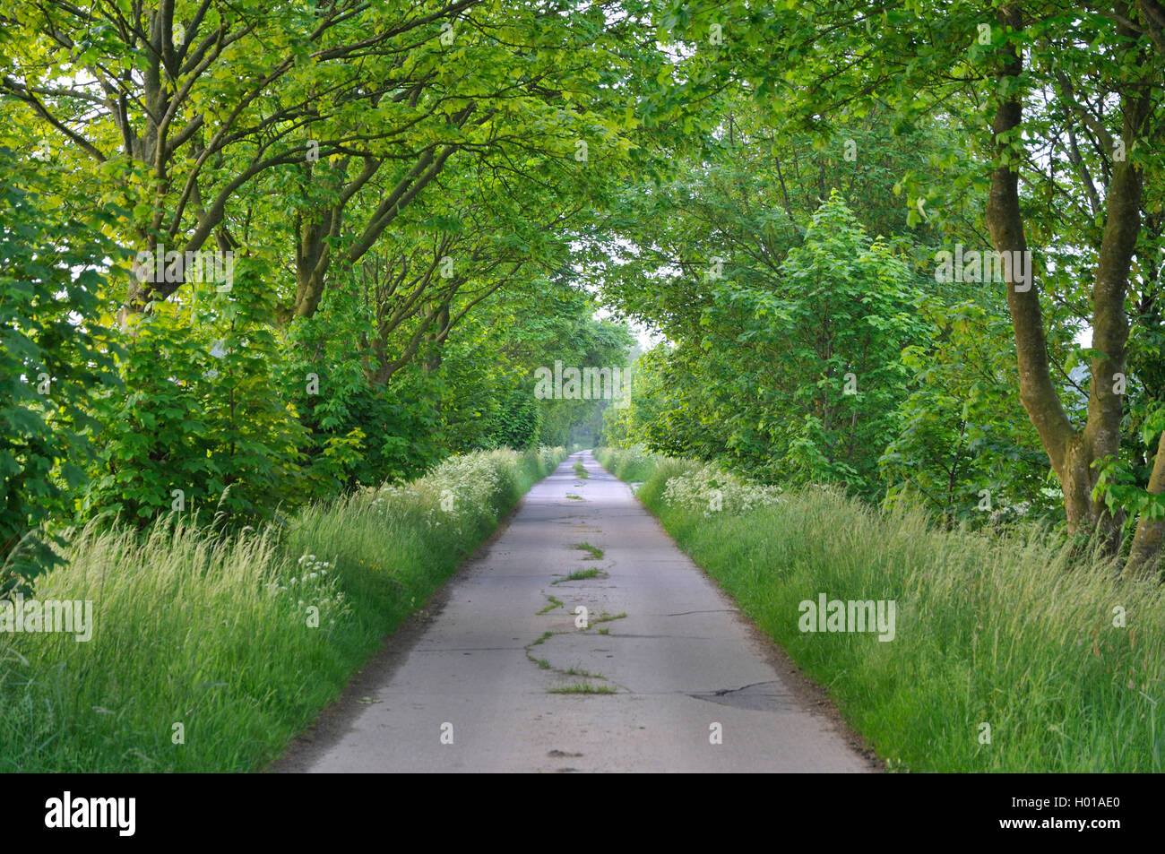 Piano vicolo, Germania, Bassa Sassonia, Frisia orientale, Emden Foto Stock