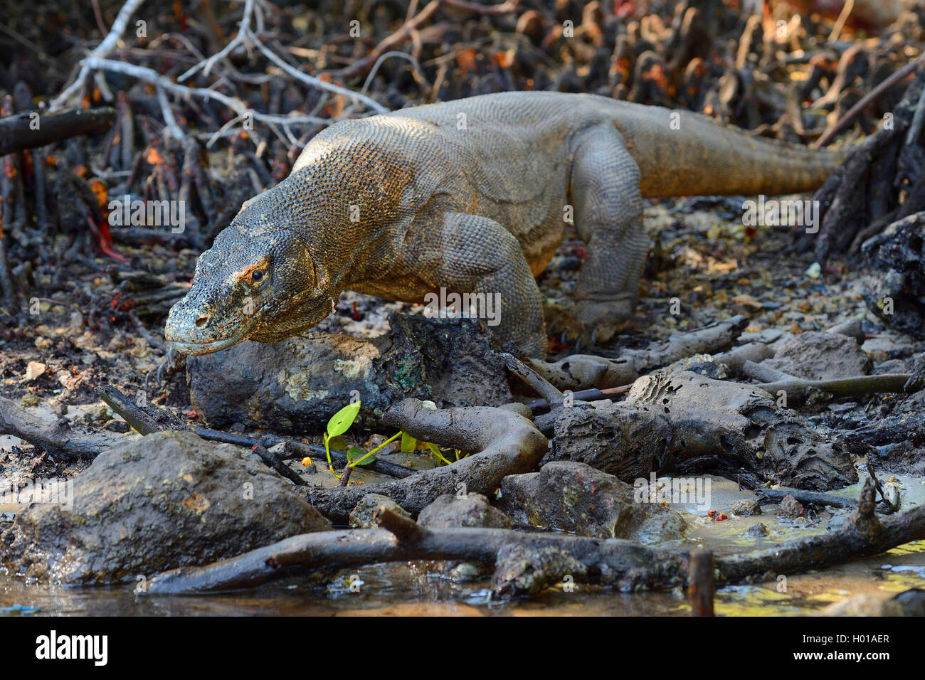 Komodo-Waran, Komodo Waran, Komodowaran (Varanus komodoensis), im Mangrovenbereich, Seitenansicht, Indonesien, Rinca, Komodo Nat Foto Stock