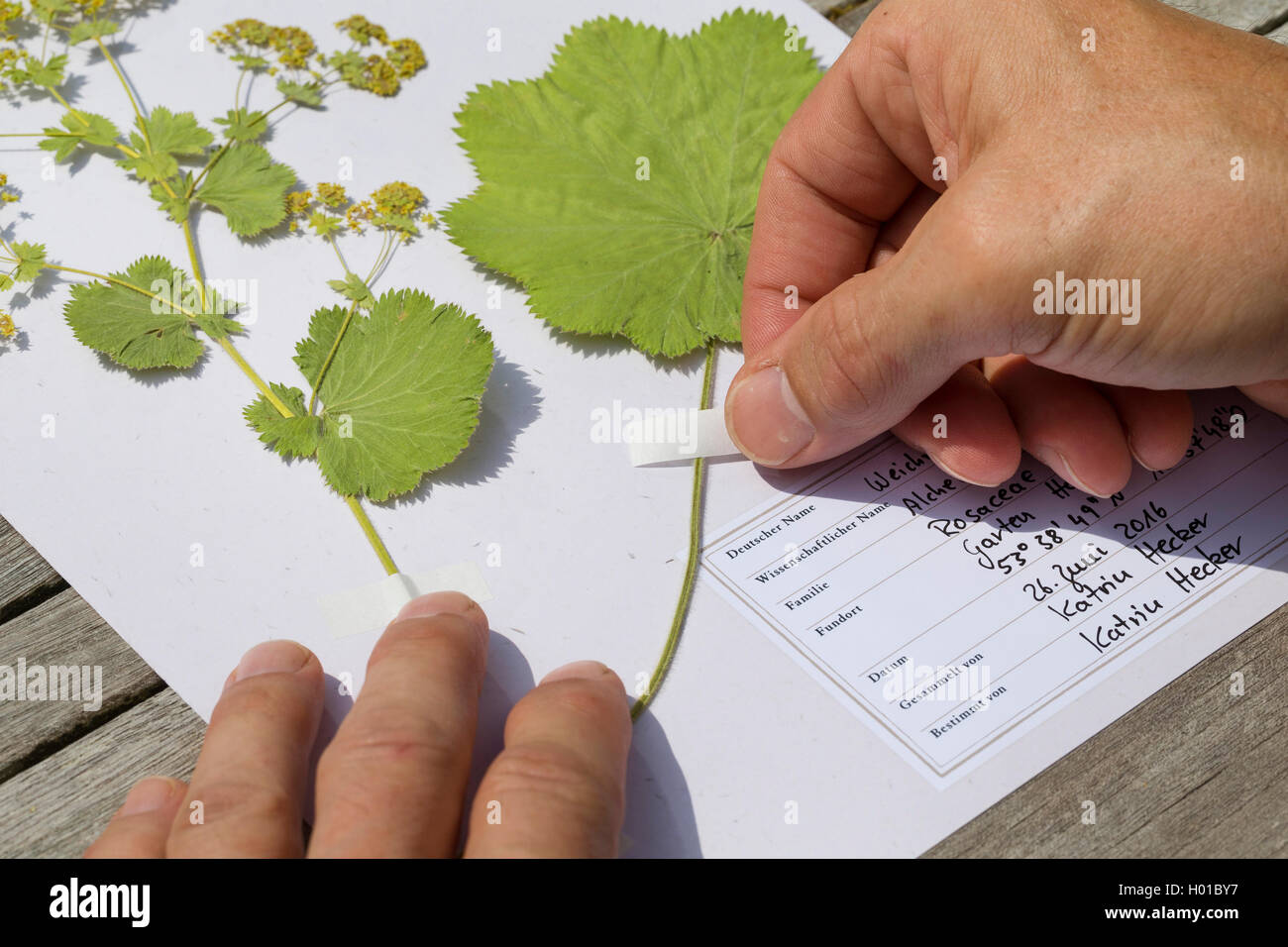 Lady del mantello (Alchemilla mollis), premuto piante sono incollati su un foglio di erbario, Germania Foto Stock