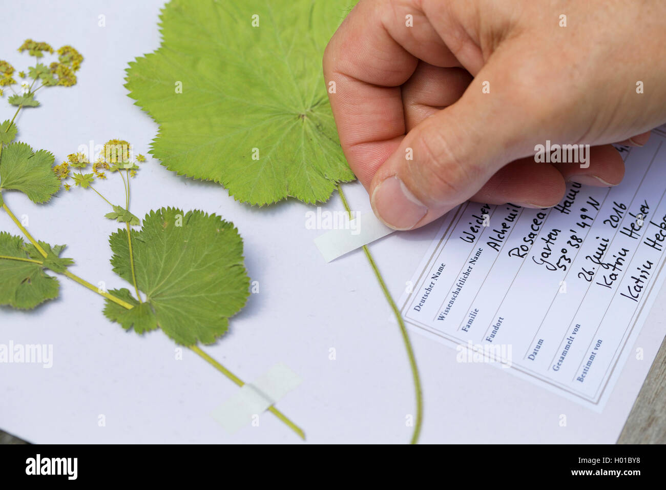 Lady del mantello (Alchemilla mollis), premuto piante sono incollati su un foglio di erbario, Germania Foto Stock
