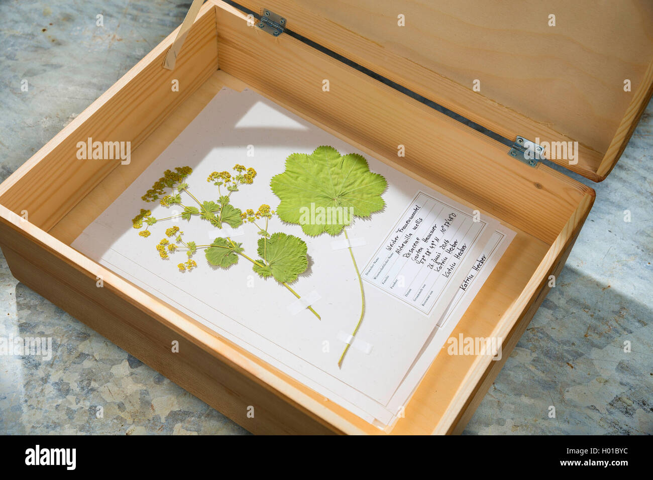 Lady del mantello (Alchemilla mollis), pronto erbario foglio in una scatola, Germania Foto Stock