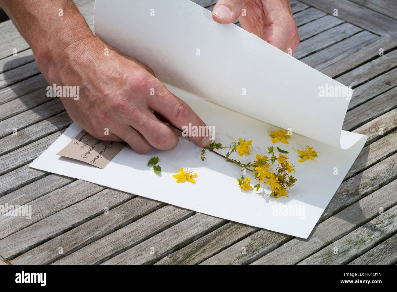 Echtes Johanniskraut, Tuepfel-Hartheu, Tuepfelhartheu, Tuepfel-Johanniskraut, Tuepfeljohanniskraut, Johanniskraut (Hypericum per Foto Stock