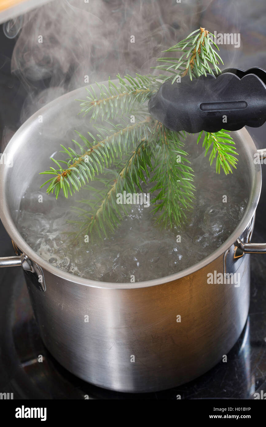 Abete (Picea spec.), il ramo di un abete è cucinato per la preparazione a secco per un erbario, Germania Foto Stock