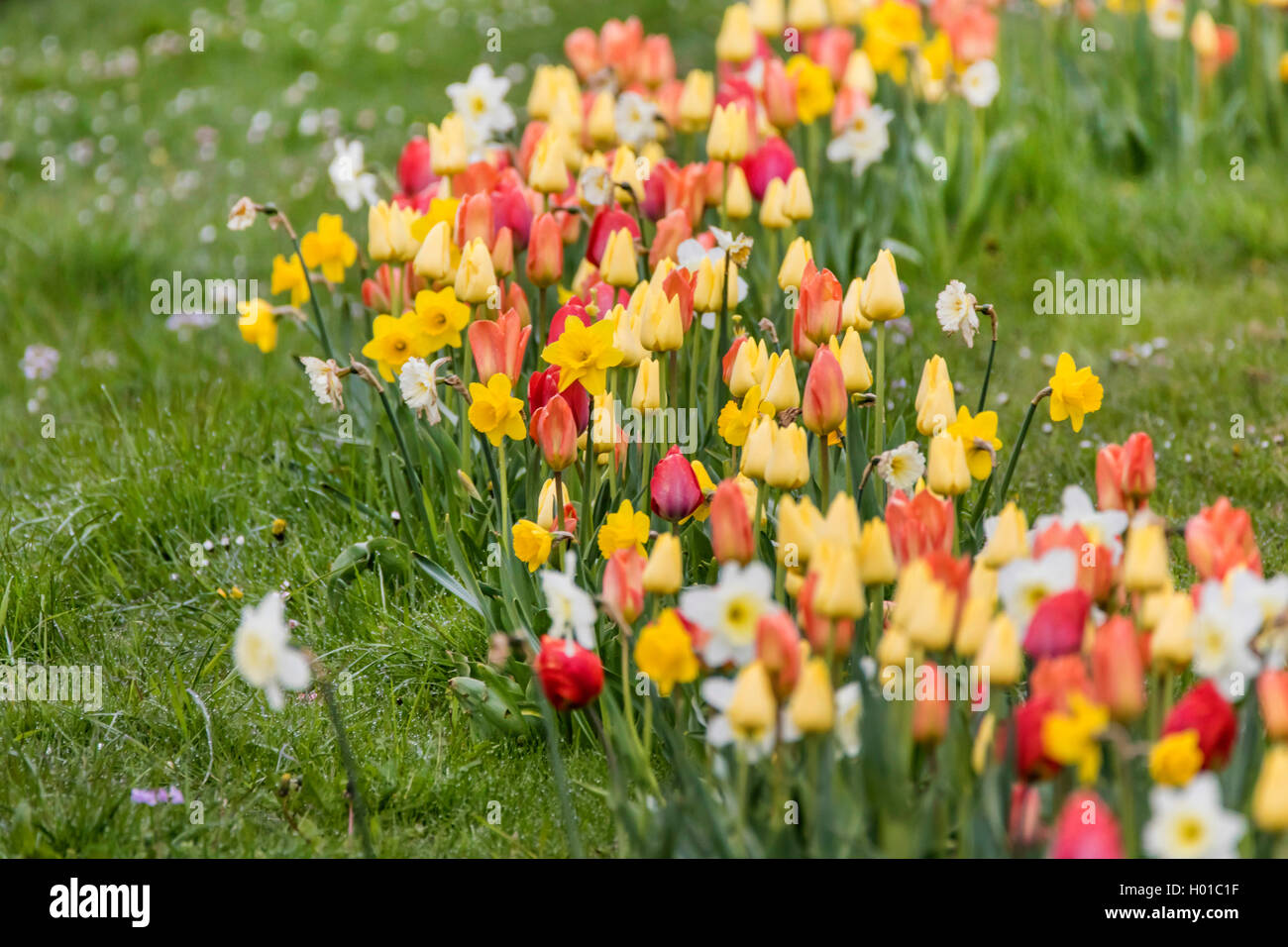 Gartentulpe, Garten-Tulpe, Tulpe (Tulipa gesneriana), Tulpen und Narzissen in einer Wiese, Deutschland | Giardino comune tulip (Tu Foto Stock