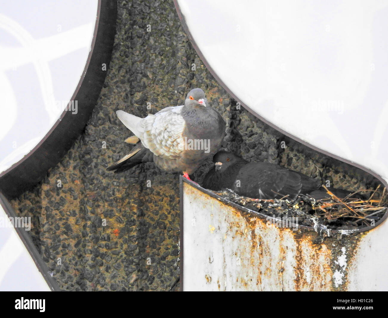Il piccione domestico (Columba livia f. domestica), Piccioni nidificanti nel segno pubblicità, Germania, Amburgo Foto Stock