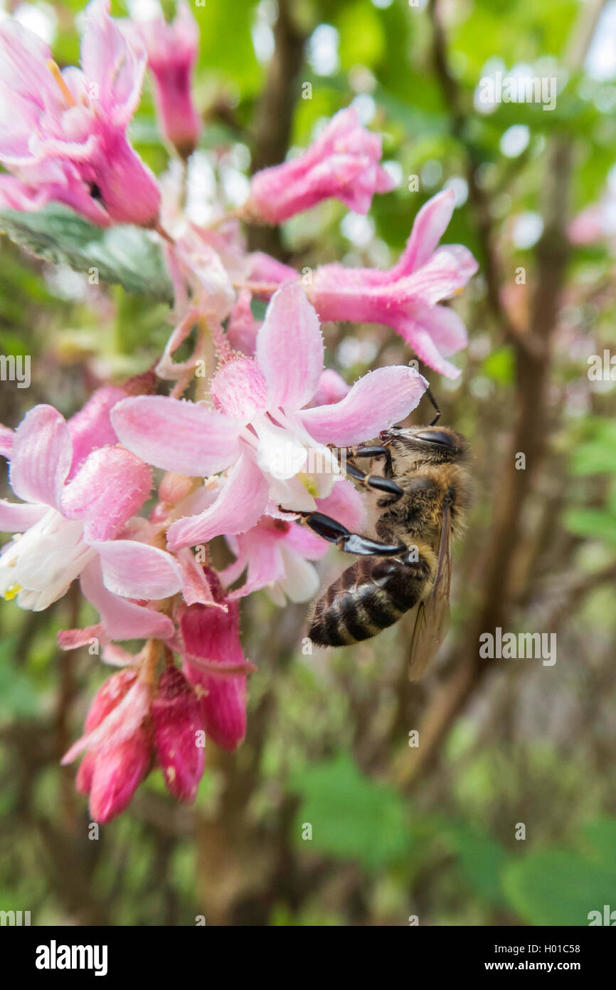 Il sangue, ribes rosso-fiore, ribes rosso-fioritura di ribes (Ribes sanguineum), fiori con bee, Germania, Bassa Sassonia Foto Stock