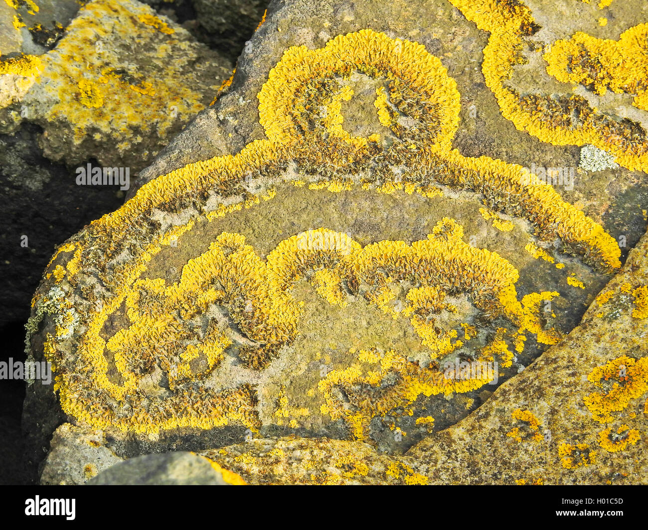 I licheni in basalto, Germania, Bassa Sassonia, Frisia orientale Foto Stock