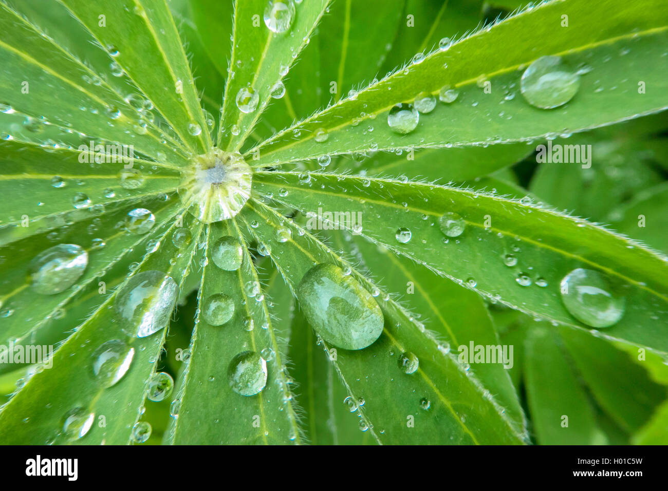 Lupino bigleaf molti-lasciava di lupino, giardino lupin (Lupinus polyphyllus), scende su una foglia di lupino, Norvegia, Troms Foto Stock