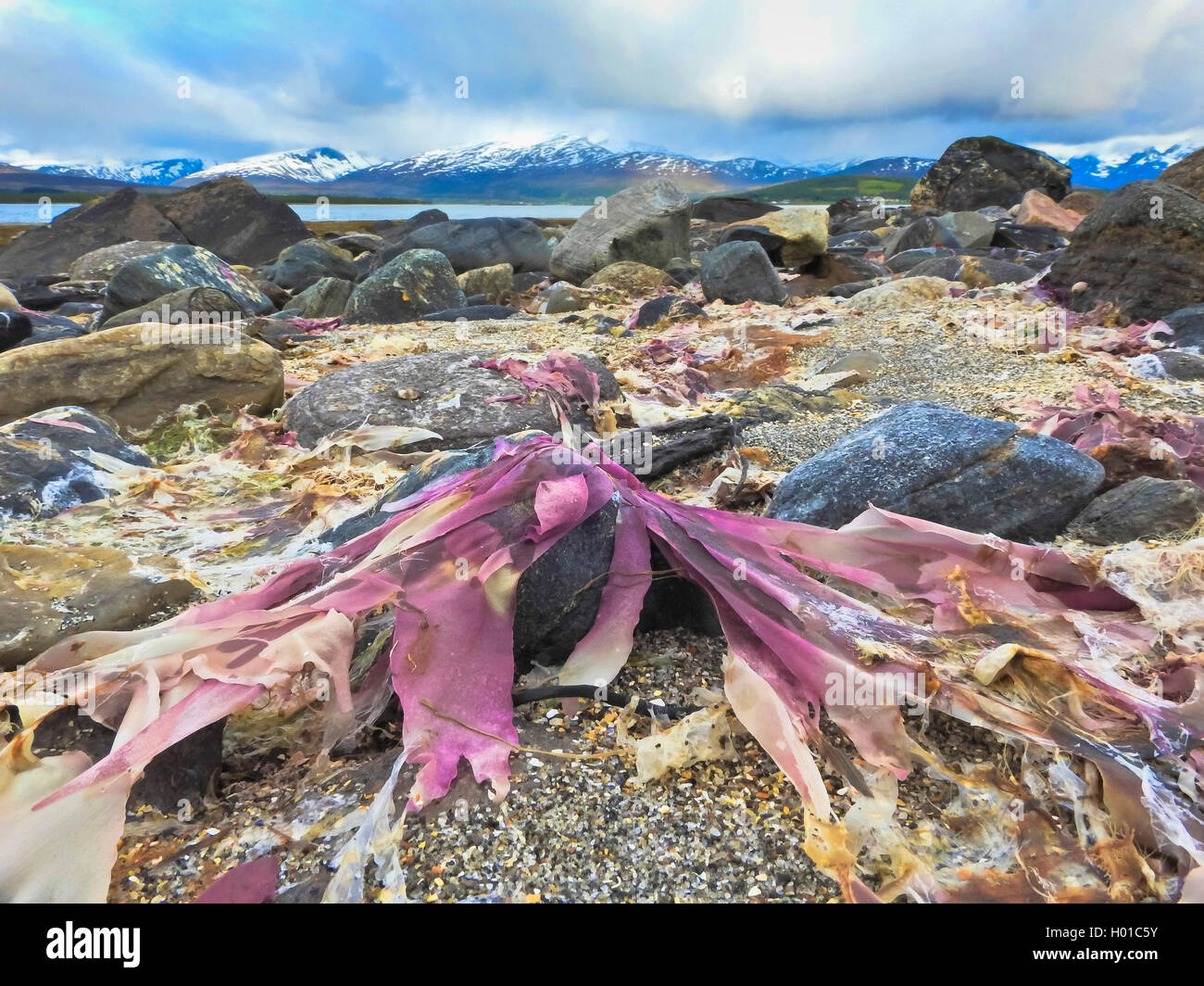 Alghe rosse sulla spiaggia, Norvegia, Troms, Tromsoe Foto Stock