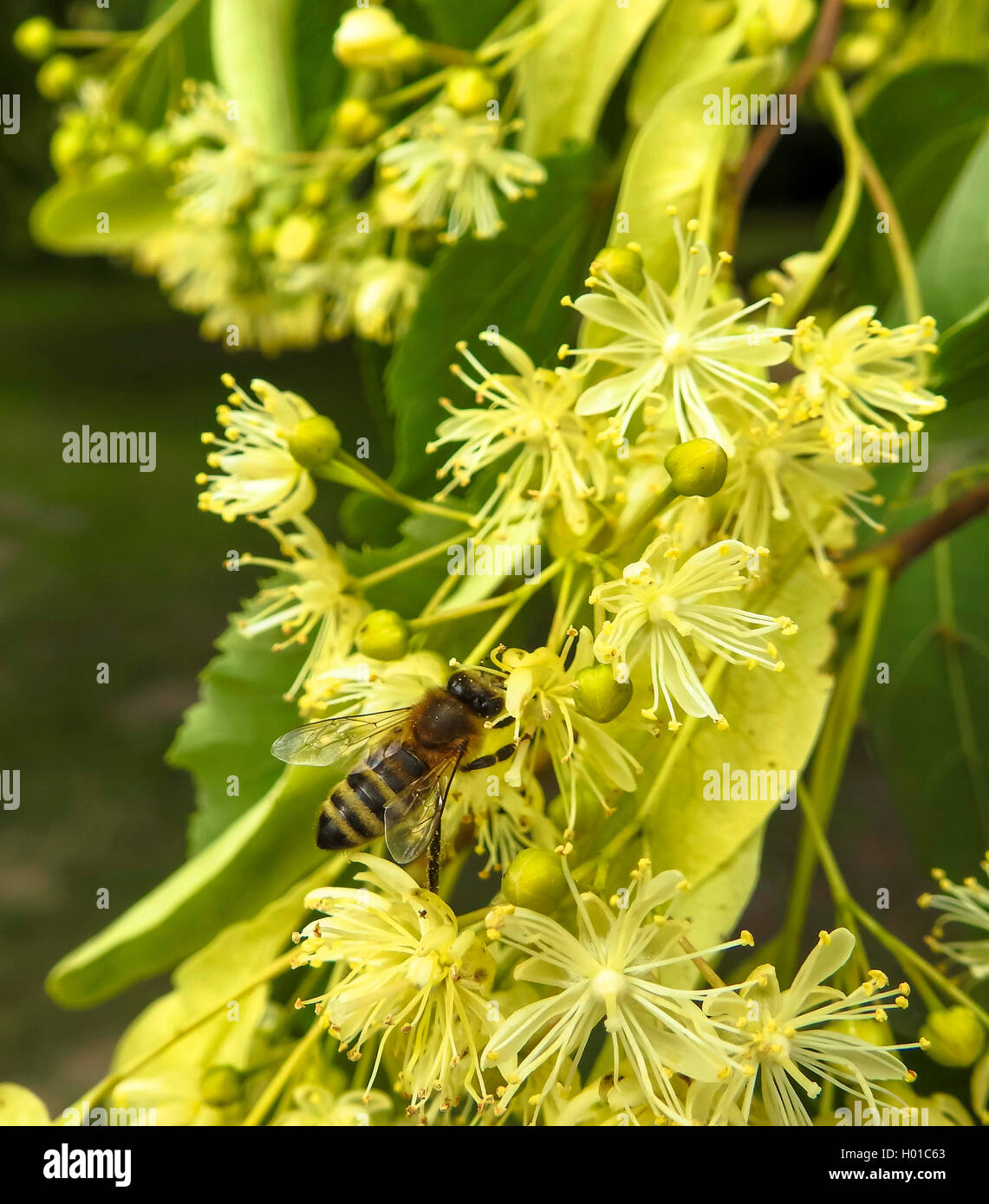 Basswood, tiglio, tiglio (Tilia spec.), Honeybee su Tiglio fiori, Germania, il Land Brandeburgo Foto Stock