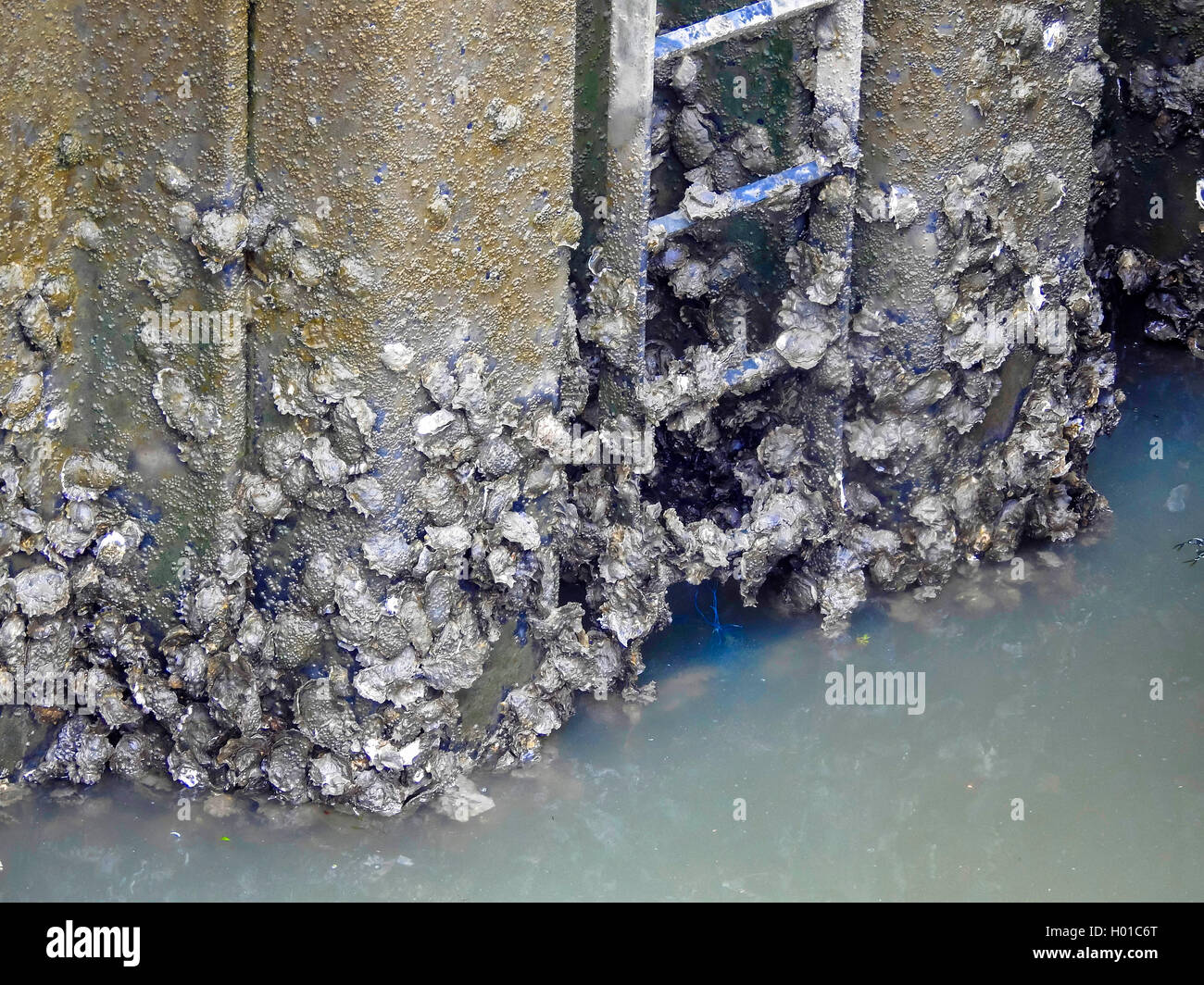 Pacific oyster, giant Pacific oyster, ostrica giapponese (Crassostrea gigas, Crassostrea pacifica), giapponese ostriche al quay wall, Germania, Bassa Sassonia Foto Stock