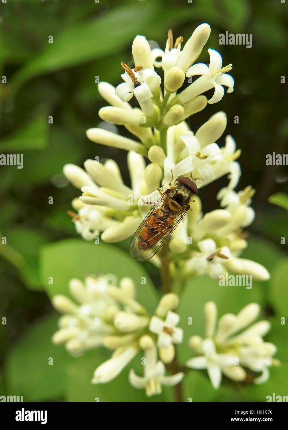 Comune di ligustro, golden ligustro, ligustro selvatico, prim, Europeo ligustro (Ligustrum vulgare), hoverfly sui fiori, Germania, Bassa Sassonia, Frisia orientale, Norden Foto Stock