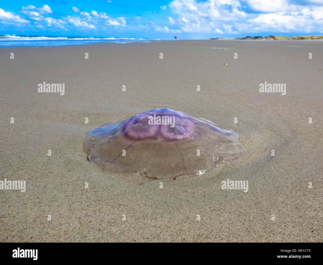 Ohrenqualle, Ohren-Qualle (Aurelia aurita), gestrandete Ohrenqualle am Strand von Juist, Deutschland, Niedersachsen, Ostfrieslan Foto Stock