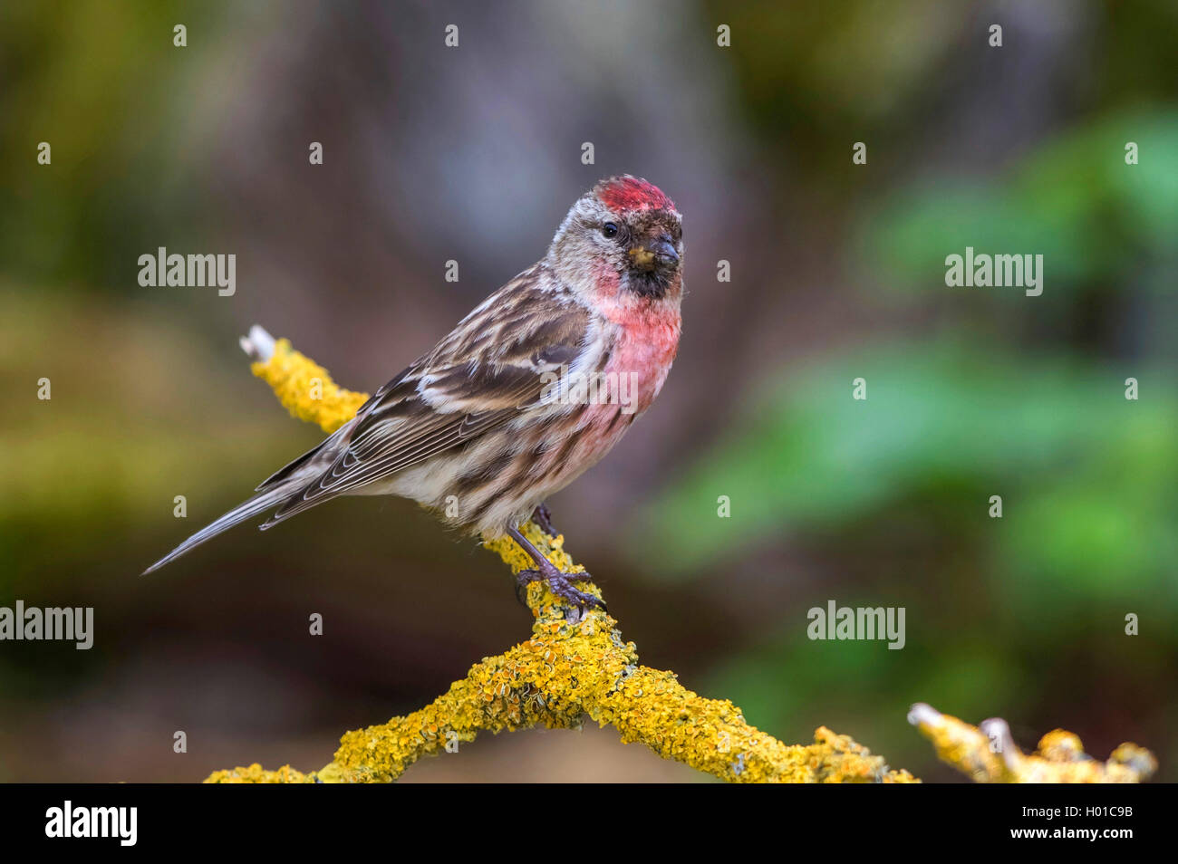 Redpoll, redpoll comune (Carduelis flammea, Acanthis flammea), maschio su un ramo, Germania, Meclemburgo-Pomerania Occidentale Foto Stock