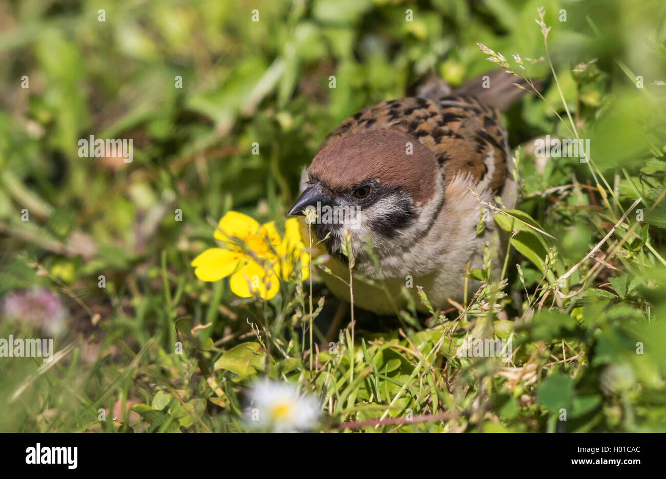 Feldsperling, Feldspatz (Passer montanus), frisst Samen, Deutschland, Meclenburgo-Pomerania | Eurasian tree sparrow (Passer mon Foto Stock
