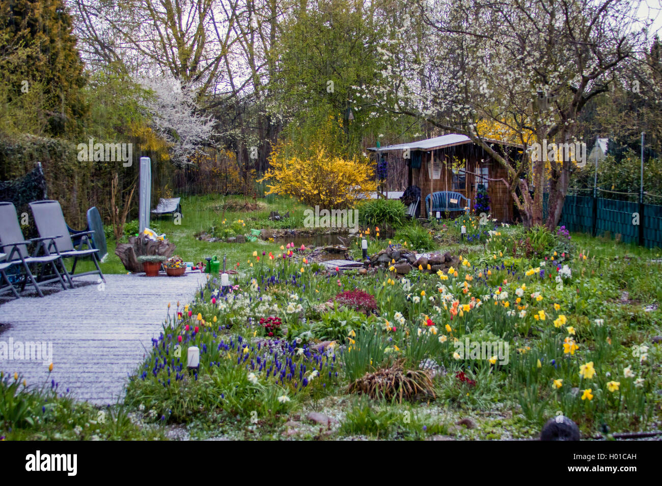 Graupelschauer im Garten im Fruehling, Deutschland, Meclenburgo-Pomerania | nevischio doccia in giardino in primavera, Germania, Meck Foto Stock