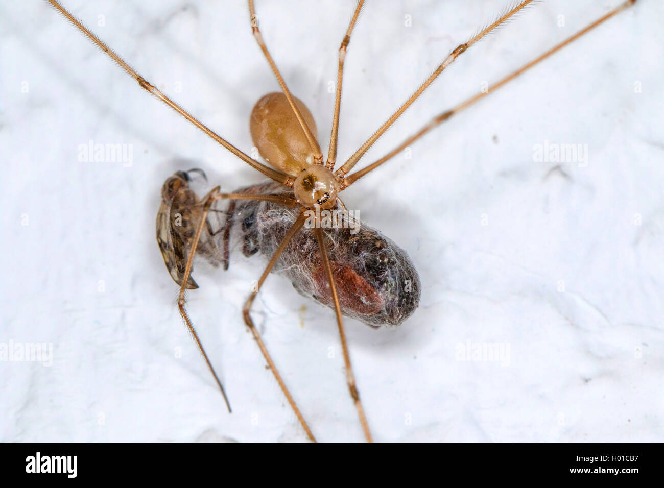 Tempo corposo cantina spider, cantina Longbodied spider (Pholcus phalangioides), con avvolti in preda, Germania, Meclemburgo-Pomerania Occidentale Foto Stock