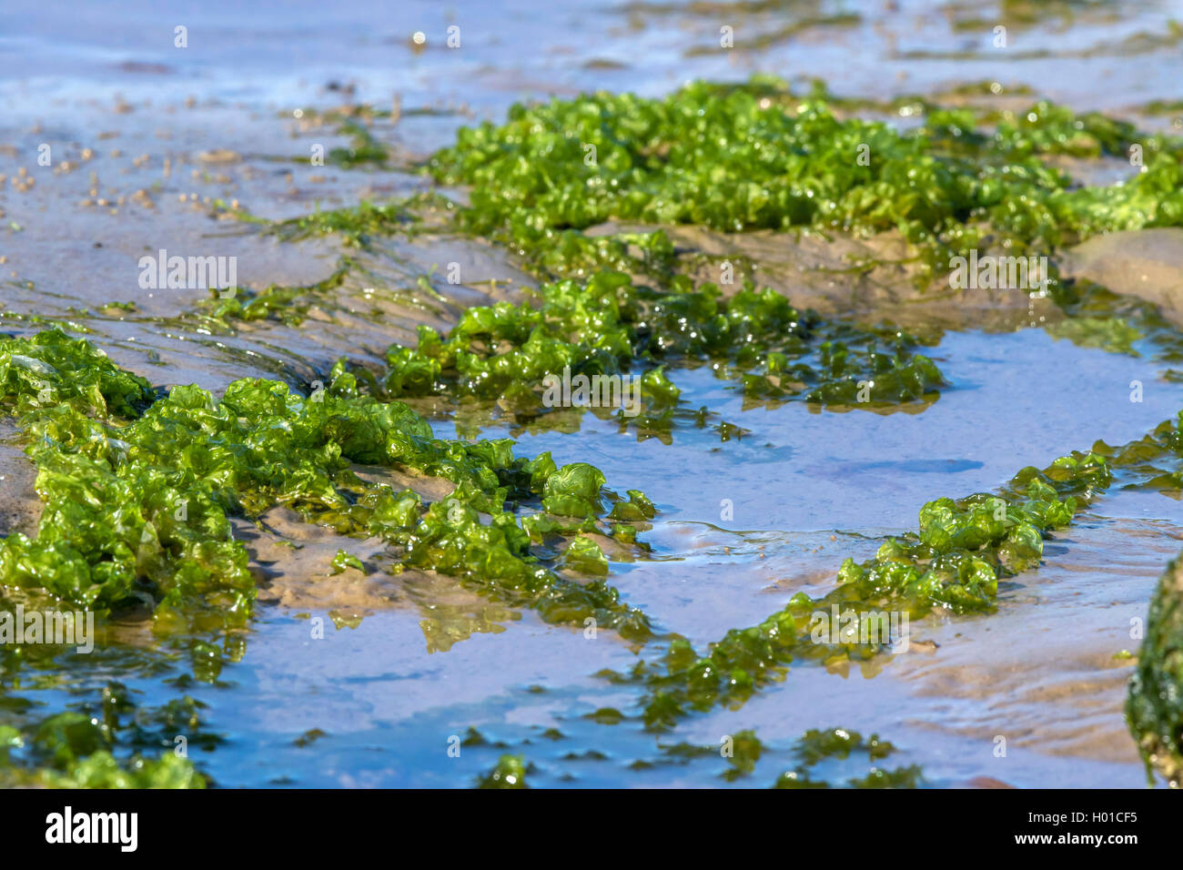 Lattuga di mare (Ulva lactuca), al Mar Baltico, Germania, Meclemburgo-Pomerania Occidentale Foto Stock