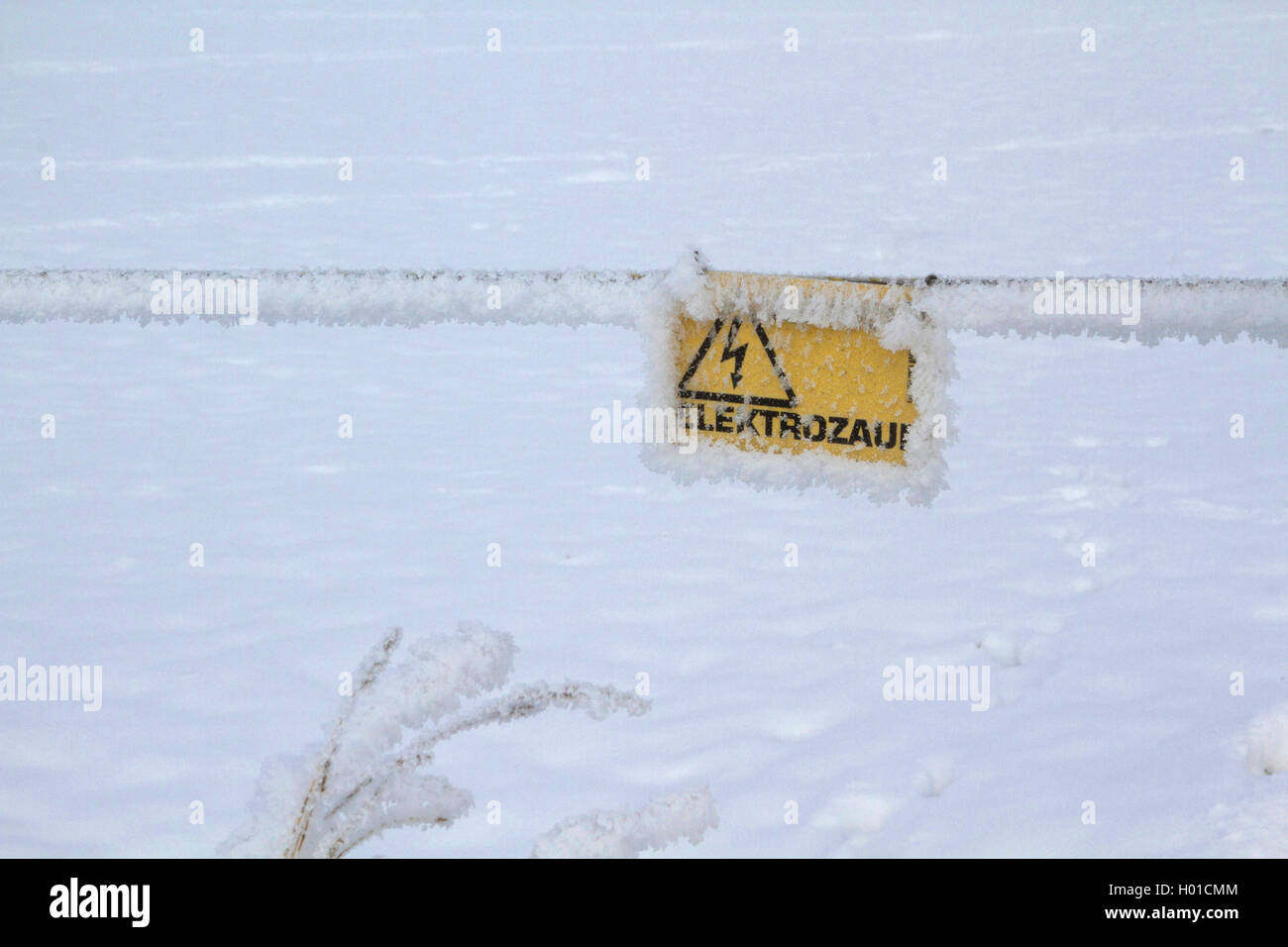 Lepre europea, Marrone lepre (Lepus europaeus) elettrificata recinzioni perimetrali con trasformata per forte gradiente frost, piede prins nella neve, Germania, Meclemburgo-Pomerania Occidentale Foto Stock