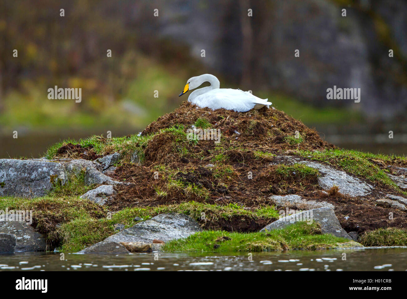 Singschwan, Sing-Schwan (Cygnus Cygnus), bruetet, Norwegen, Lofoten | whooper swan (Cygnus Cygnus), razze, Norvegia Lofoten Isla Foto Stock