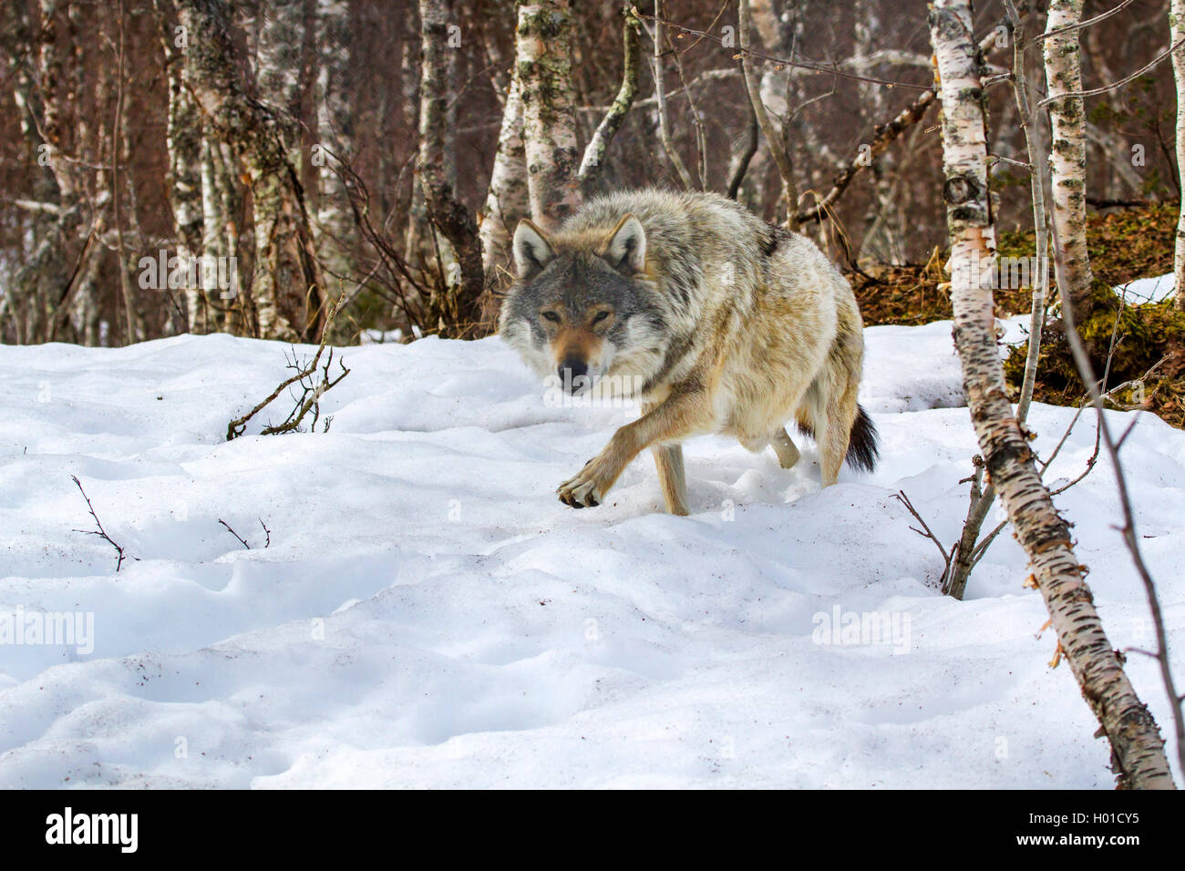 Unione lupo (Canis lupus lupus), stalking attraverso la neve, Norvegia Foto Stock