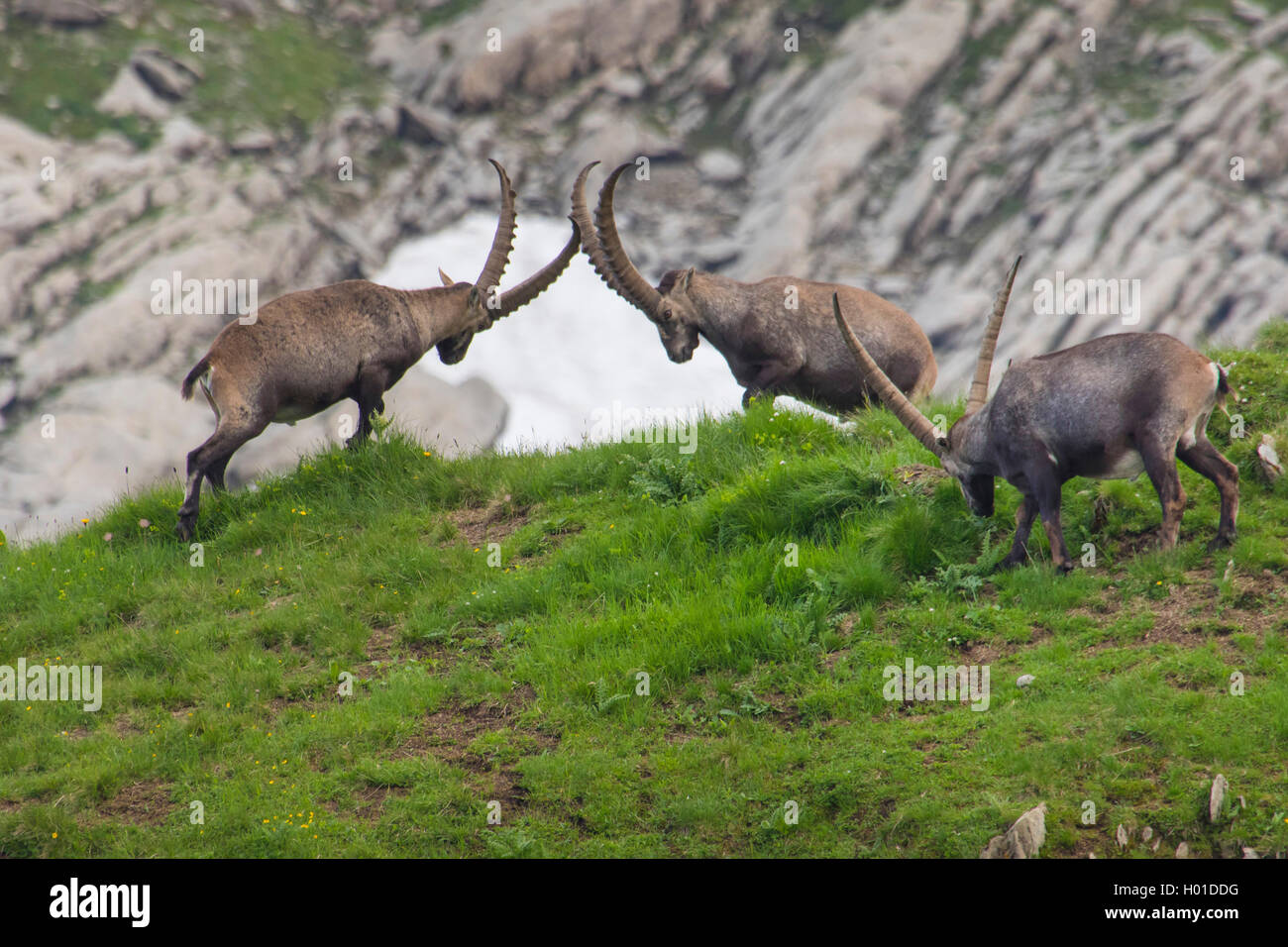 Stambecco delle Alpi (Capra ibex, Capra ibex ibex), Due stambecchi tenendo una classifica lotta nel paesaggio di montagna, Svizzera, Alpstein, Saentis Foto Stock