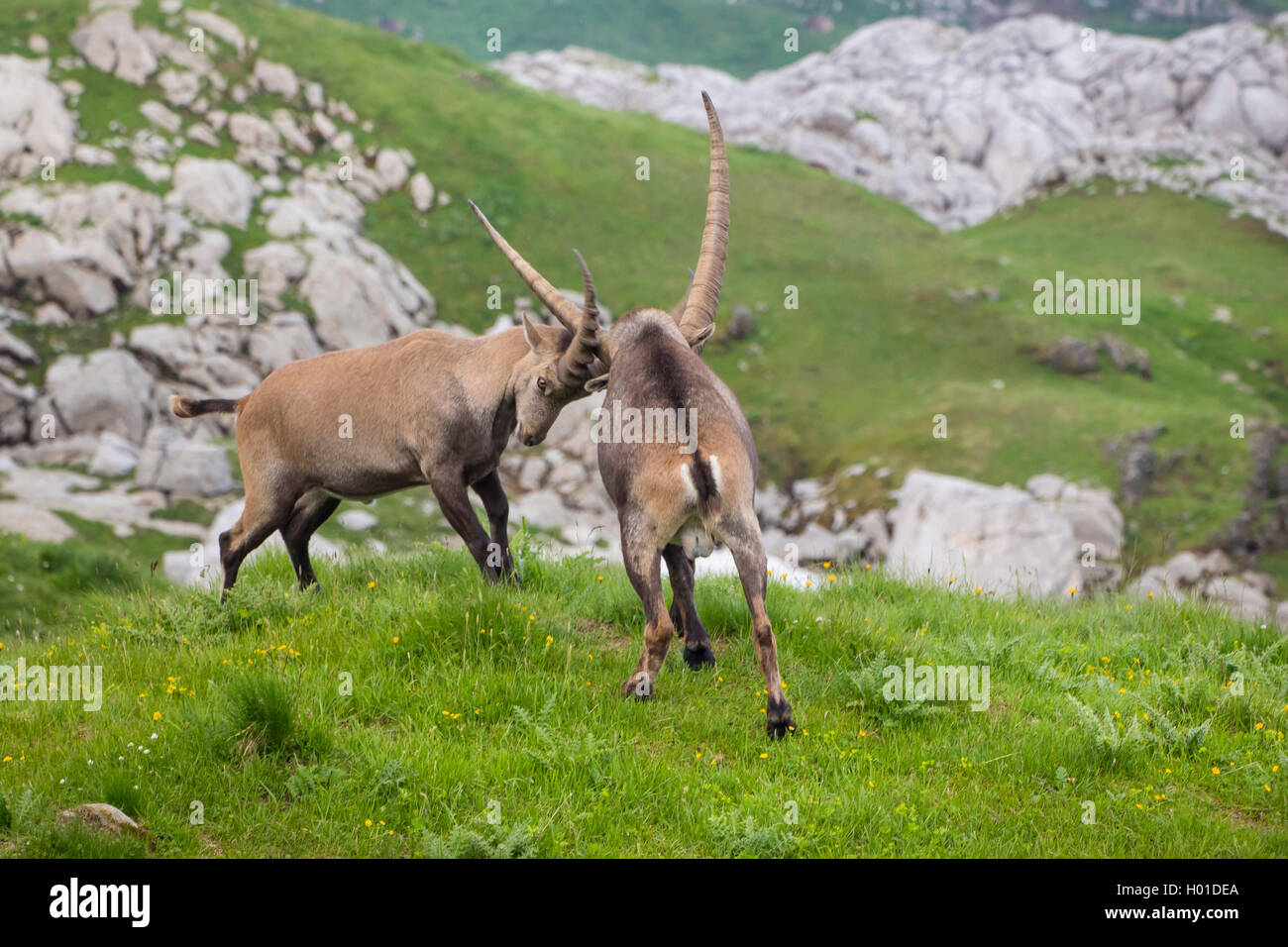 Stambecco delle Alpi (Capra ibex, Capra ibex ibex), Due stambecchi tenendo una classifica lotta nel paesaggio di montagna, Svizzera, Alpstein, Saentis Foto Stock