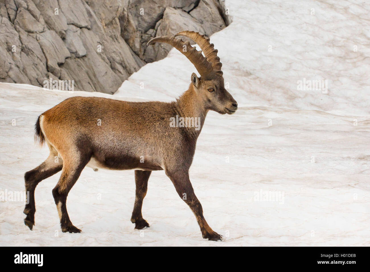 Stambecco delle Alpi (Capra ibex, Capra ibex ibex), passeggiate su un vecchio campo di neve, Svizzera, Alpstein, Saentis Foto Stock
