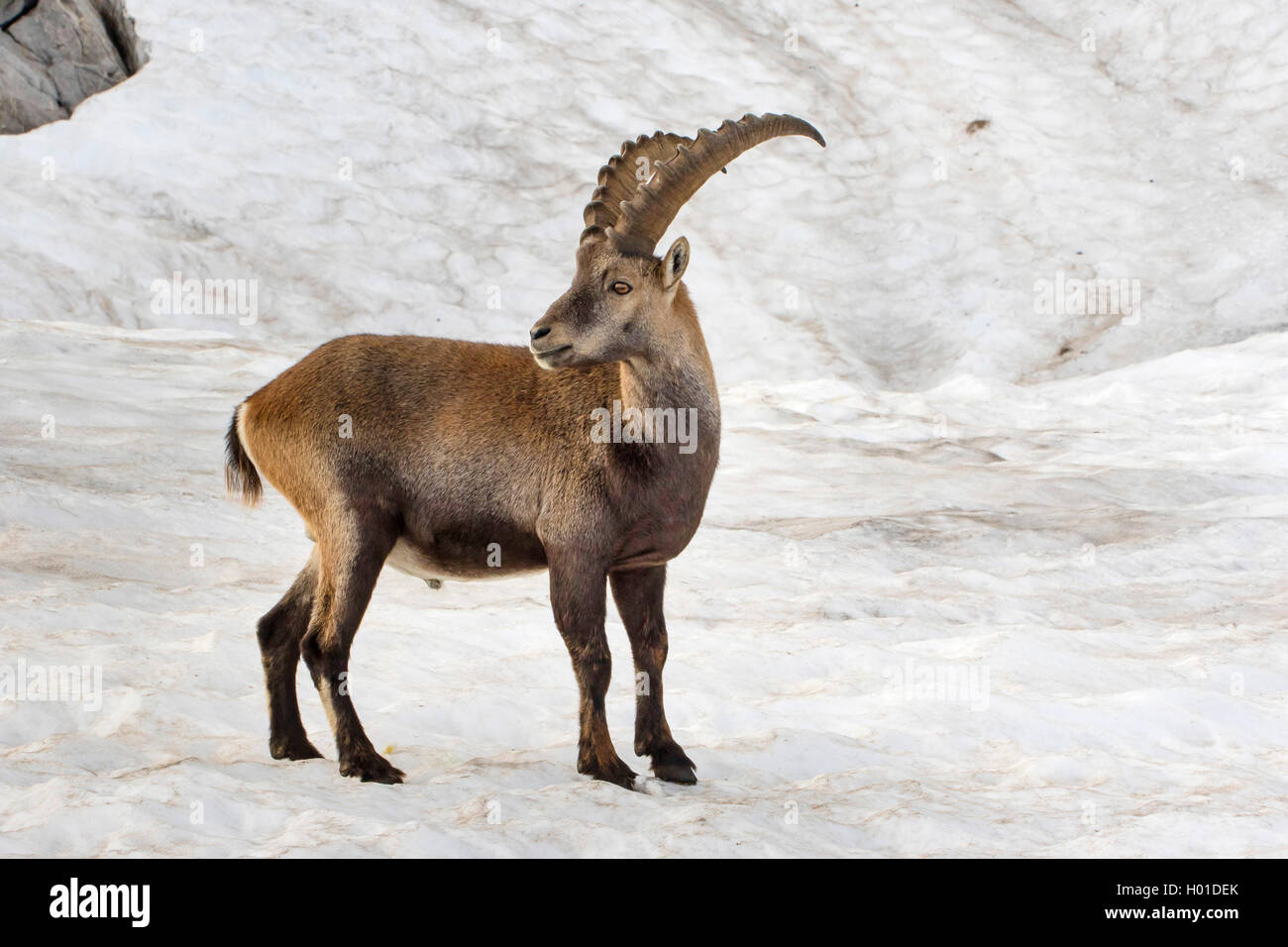 Stambecco delle Alpi (Capra ibex, Capra ibex ibex), sorge su un vecchio campo di neve e si guarda indietro, Svizzera, Alpstein, Saentis Foto Stock