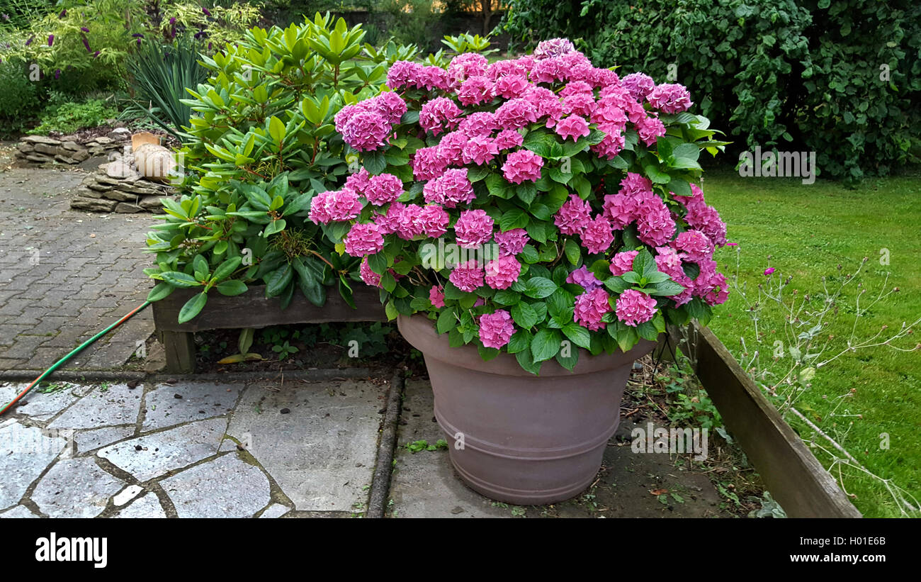 Giardino hydrangea, cappuccio in pizzo ortensia (Hydrangea macrophylla), rosa fioritura hydrangea in un contenitore, Germania Foto Stock